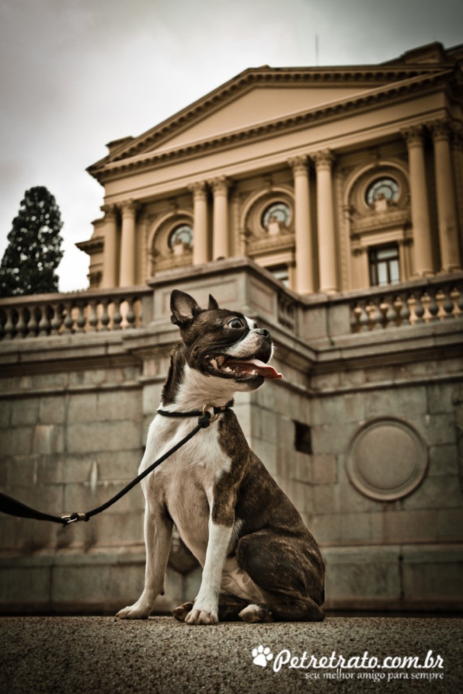 Boston Terriers e Bulldog Francs