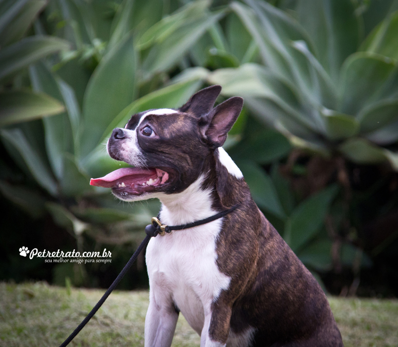 Boston Terriers e Bulldog Francs