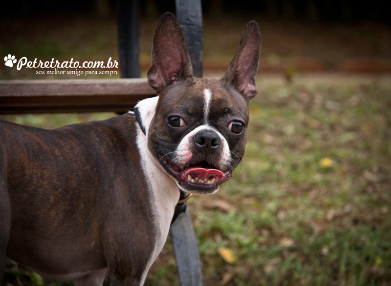 Boston Terriers e Bulldog Francs