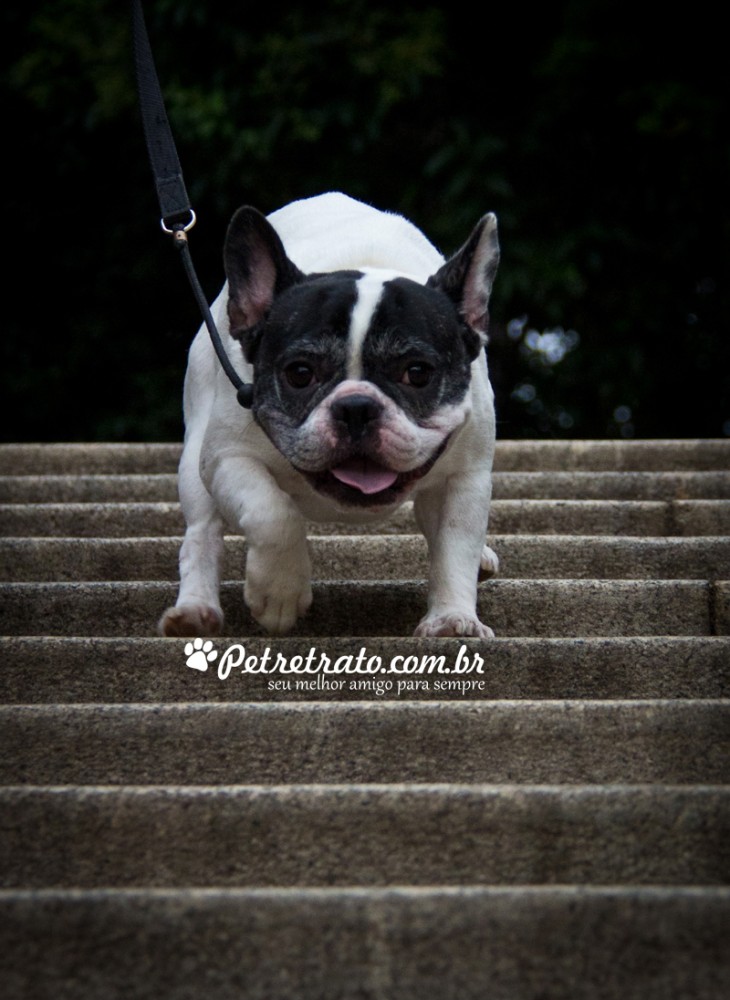 Boston Terriers e Bulldog Francs