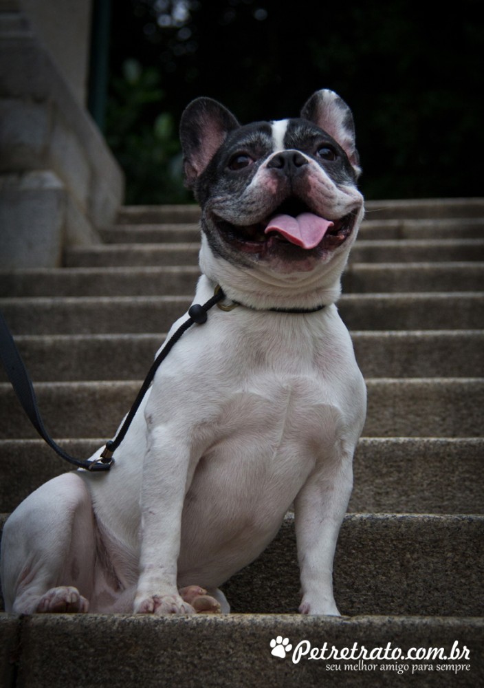 Boston Terriers e Bulldog Francs