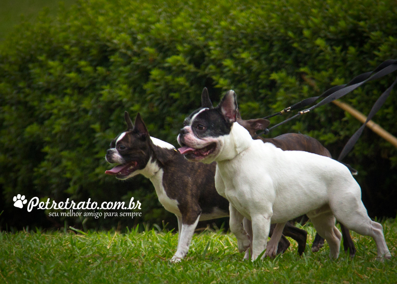 Boston Terriers e Bulldog Francs