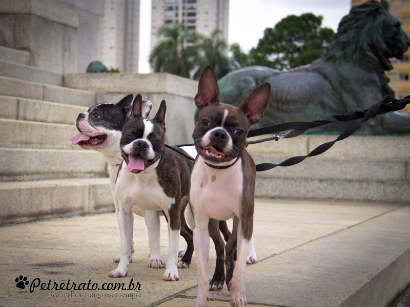 Boston Terriers e Bulldog Francs