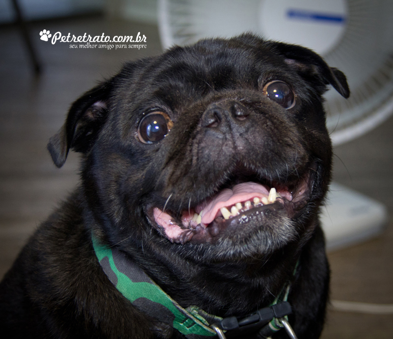 Pug Fusc�o Preto