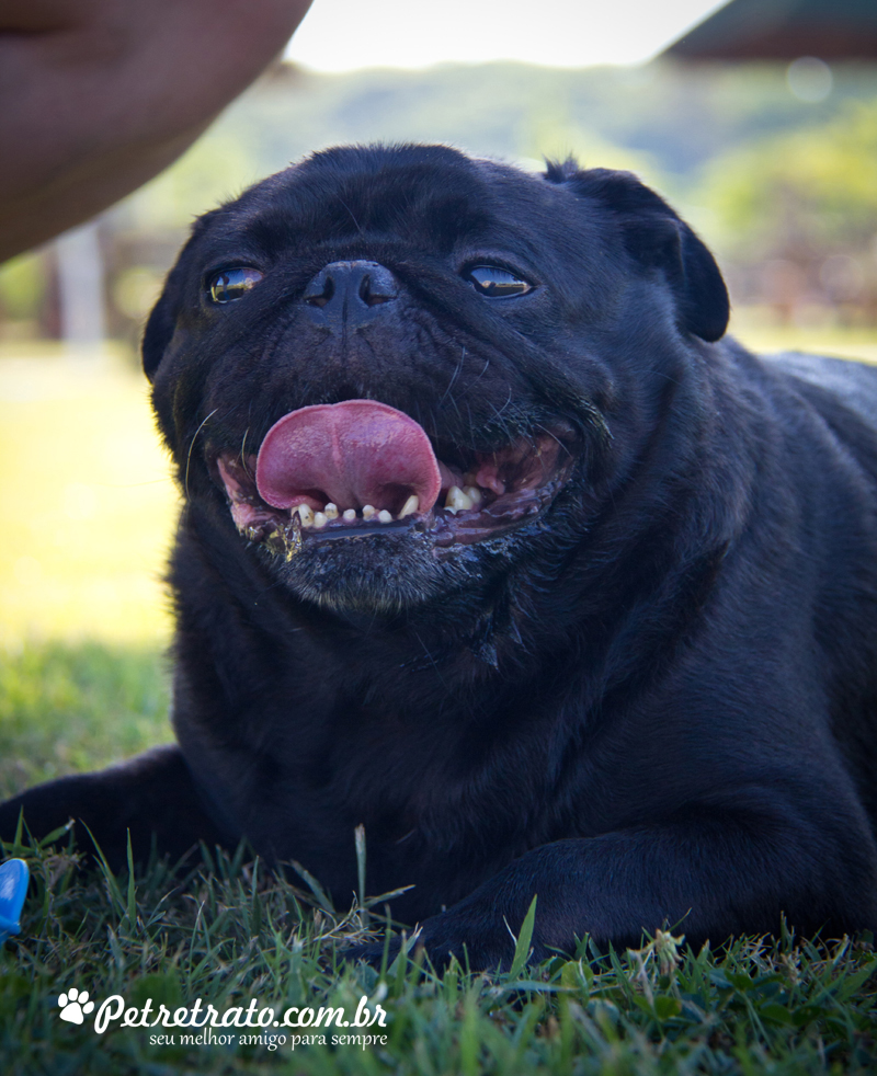 Pug Fusc�o Preto