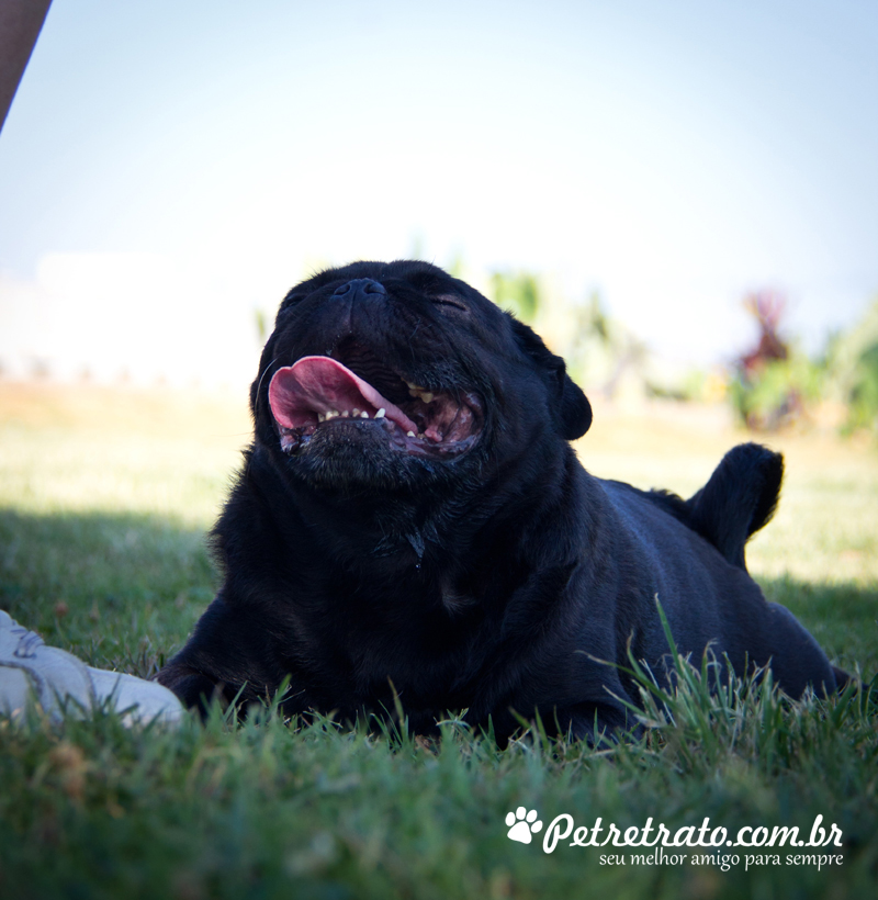 Pug Fusc�o Preto