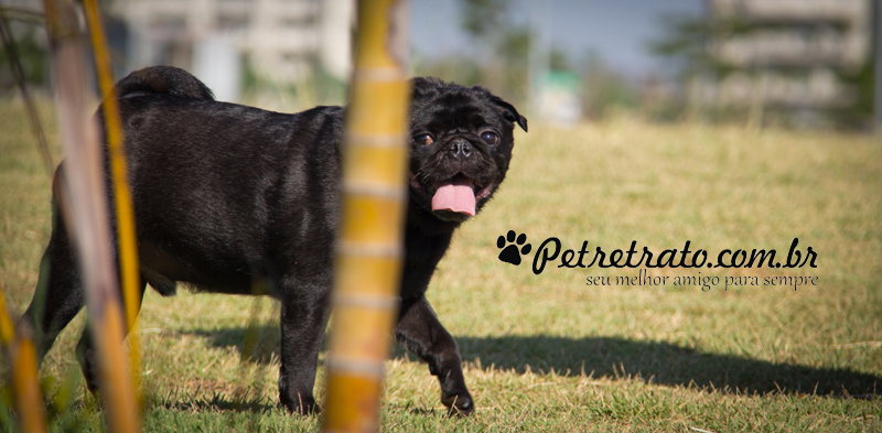 Pug Fusc�o Preto