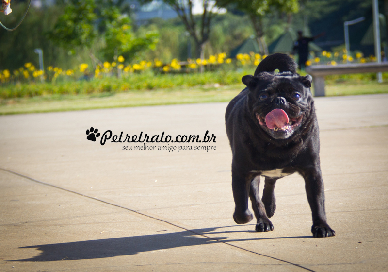 Pug Fusc�o Preto