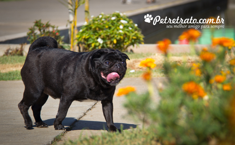 Pug Fusc�o Preto