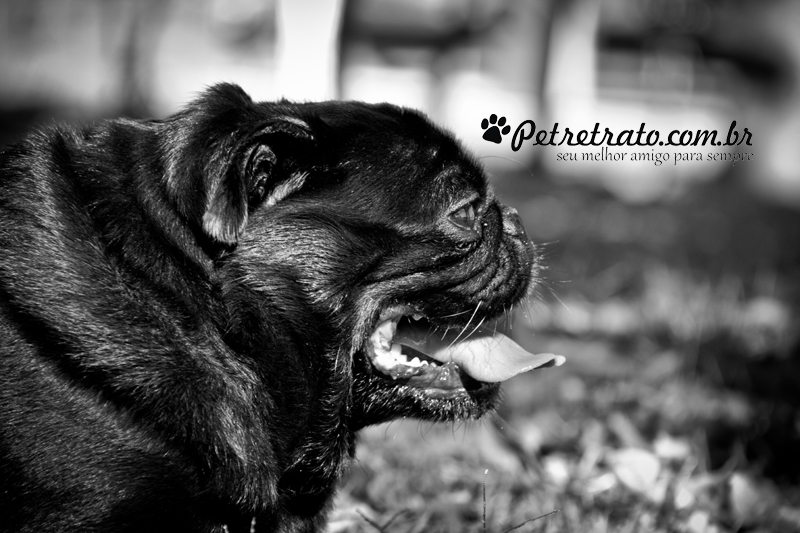 Pug Fusc�o Preto