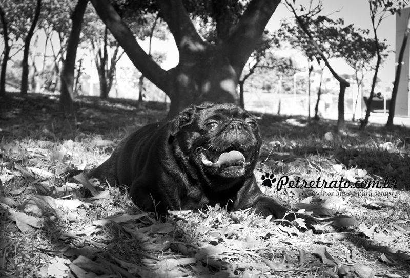 Pug Fusc�o Preto