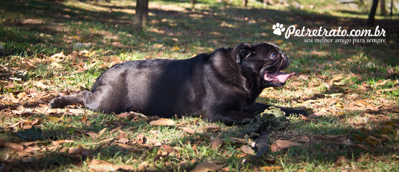 Pug Fusc�o Preto