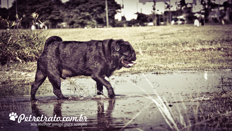 Pug Fusc�o Preto