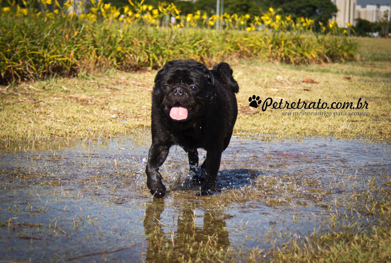 Pug Fusc�o Preto