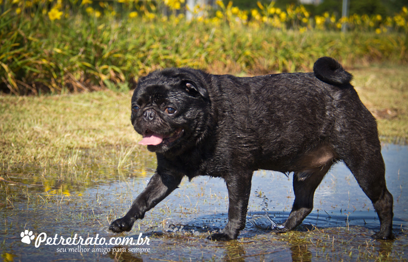 Pug Fusc�o Preto