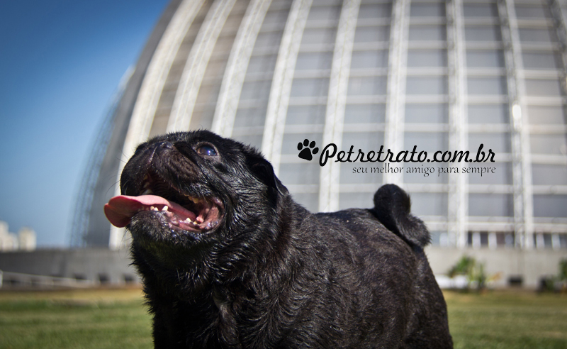 Pug Fusc�o Preto
