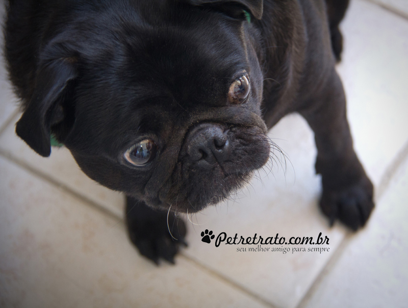 Pug Fusc�o Preto