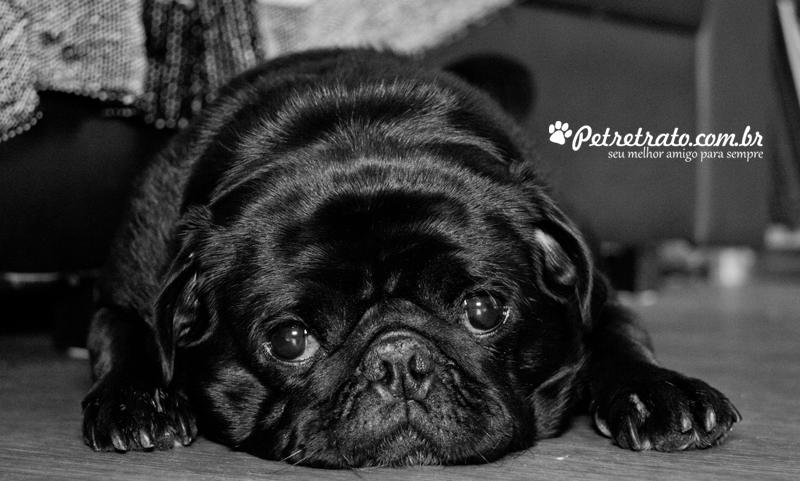 Pug Fusc�o Preto