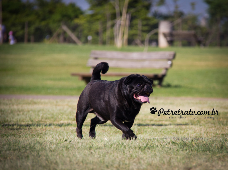 Pug Fusc�o Preto