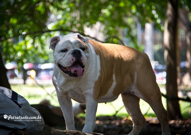 Fotografia de Bulldog