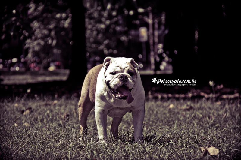 Fotografia de Bulldog