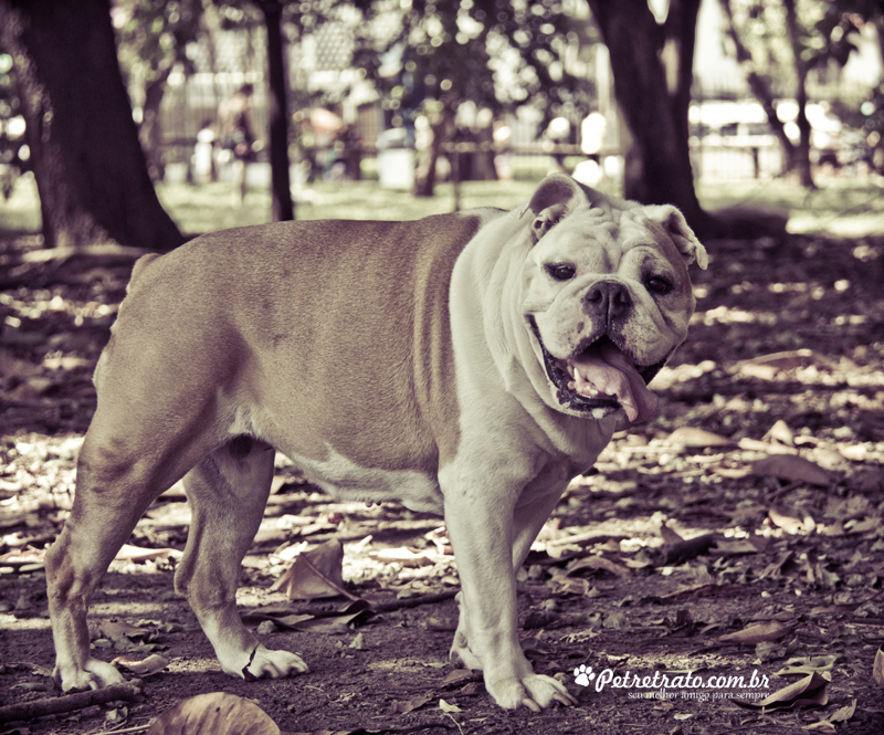 Fotografia de Bulldog