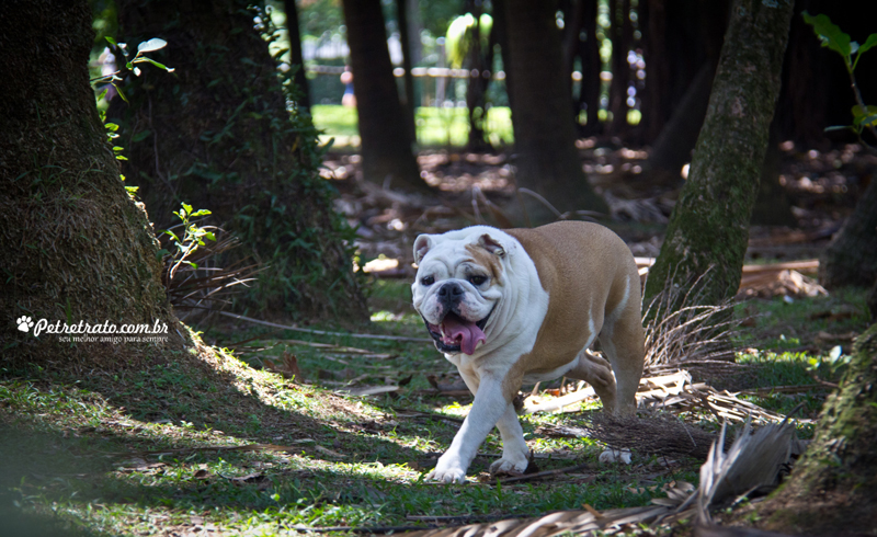 Fotografia de Bulldog