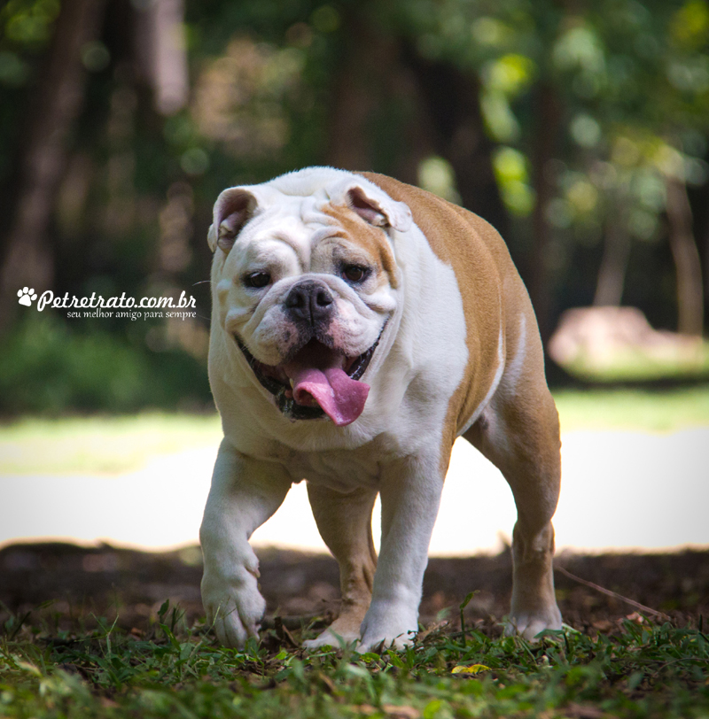 Fotografia de Bulldog