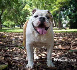 Fotografia de Bulldog