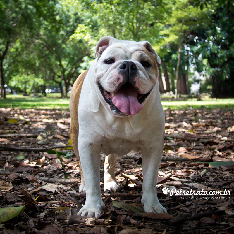 Fotografia de Bulldog