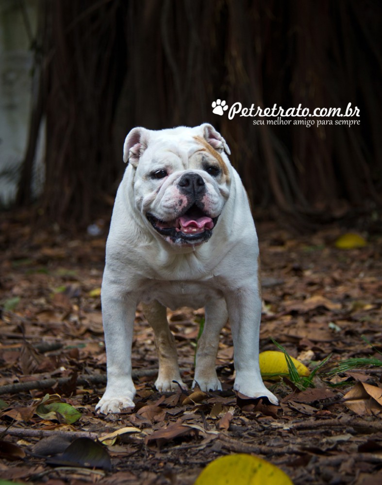 Fotografia de Bulldog