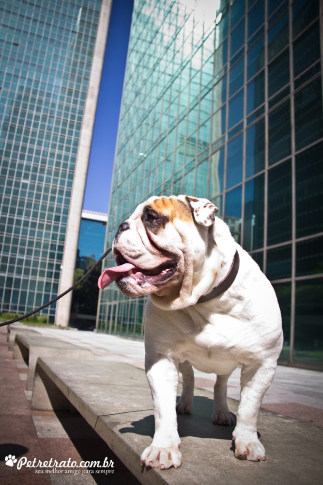 Fotografia de Bulldog