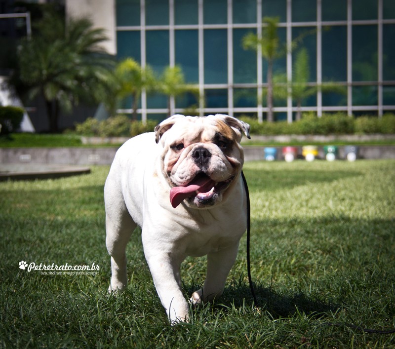 Fotografia de Bulldog