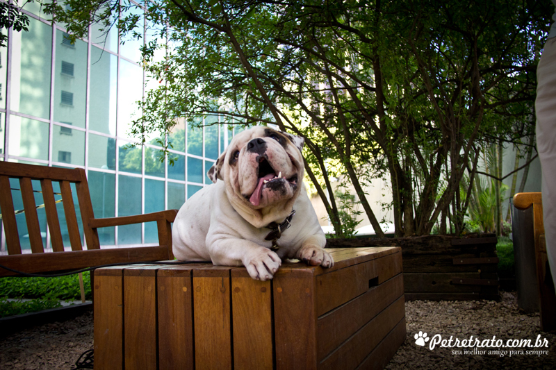 Fotografia de Bulldog