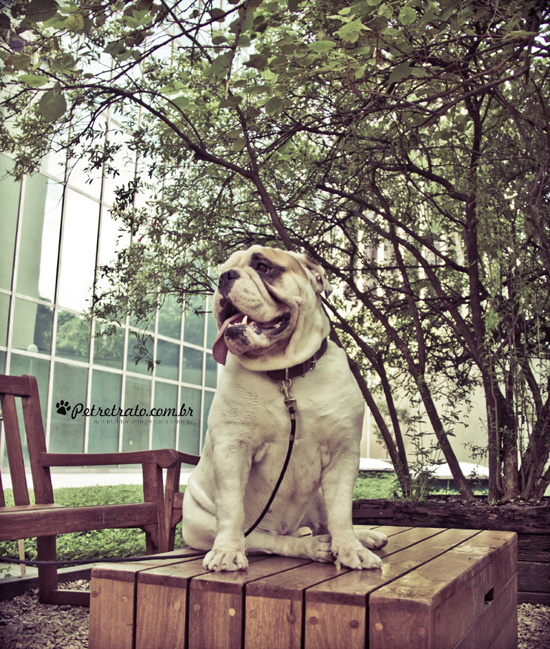 Fotografia de Bulldog