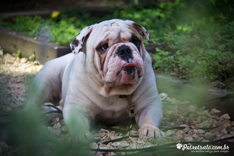 Fotografia de Bulldog