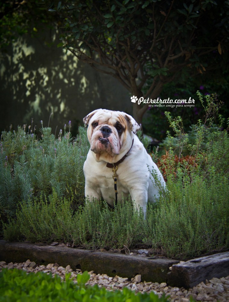 Fotografia de Bulldog