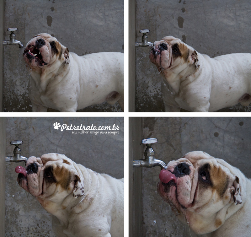 Fotografia de Bulldog