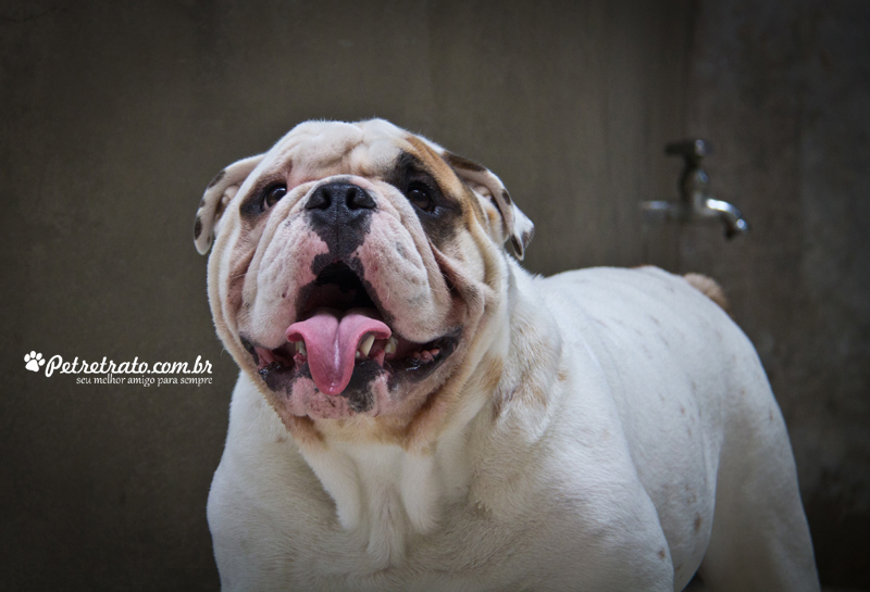 Fotografia de Bulldog