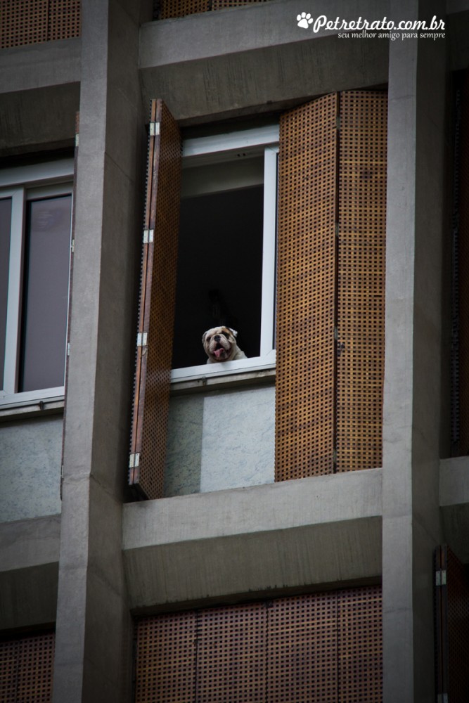 Fotografia de Bulldog