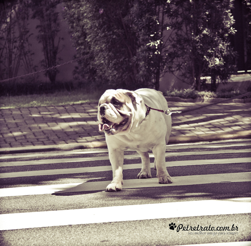 Fotografia de Bulldog