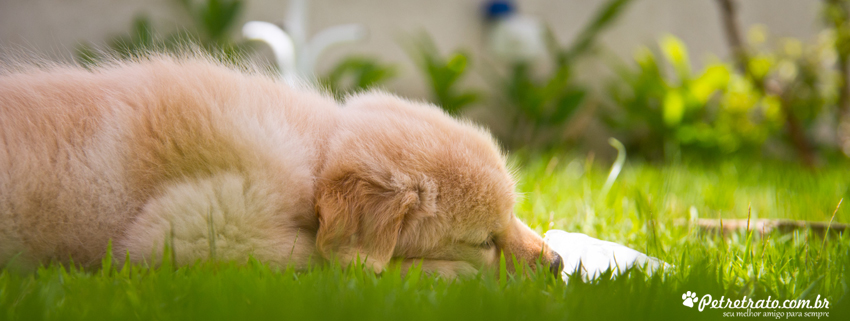 Suri, Golden Retriever de 2 meses