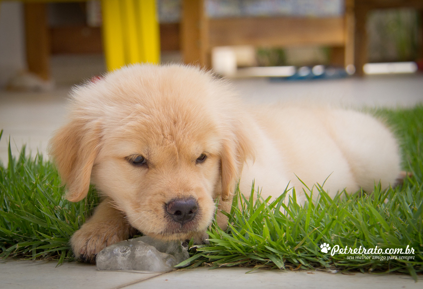 Suri, Golden Retriever de 2 meses