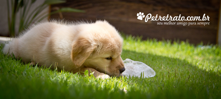 Suri, Golden Retriever de 2 meses