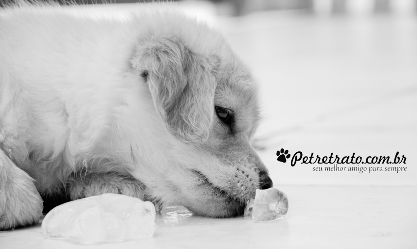 Suri, Golden Retriever de 2 meses