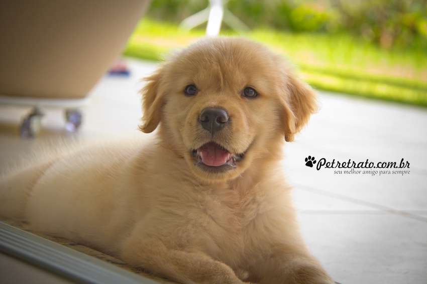 Suri, Golden Retriever de 2 meses