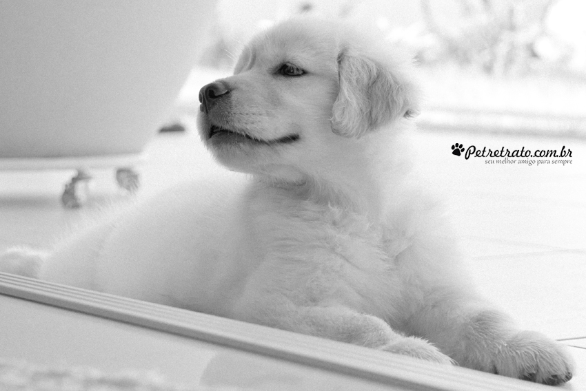 Suri, Golden Retriever de 2 meses