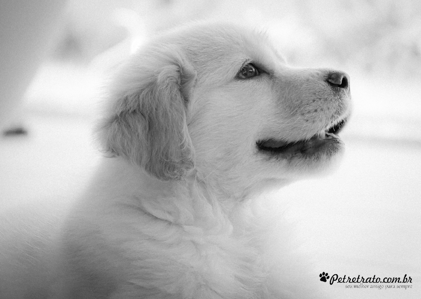 Suri, Golden Retriever de 2 meses