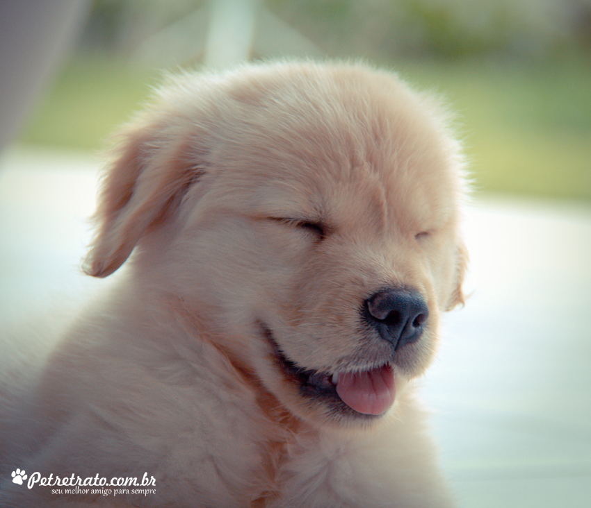 Suri, Golden Retriever de 2 meses