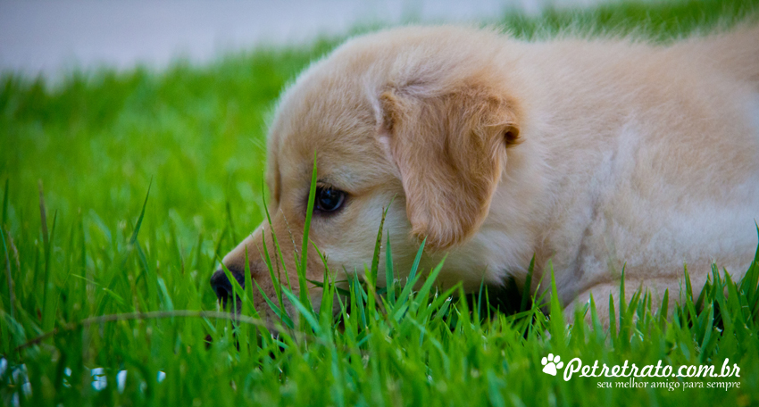 Suri, Golden Retriever de 2 meses